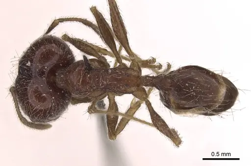 Pheidole tenuinodis - CASENT0907801