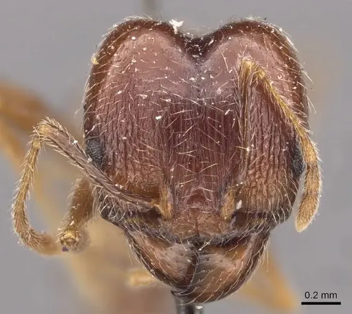 Pheidole tenuinodis - CASENT0907801