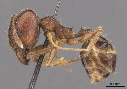 Pheidole tenuinodis - CASENT0907801