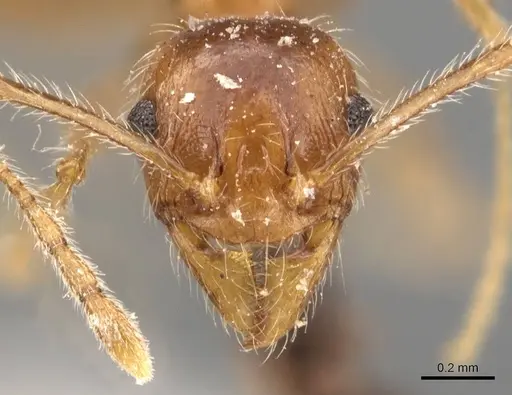 Pheidole tenuinodis - CASENT0907802