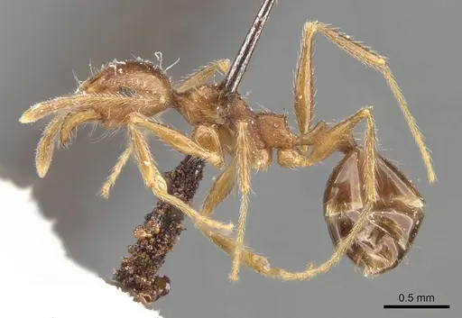 Pheidole tenuinodis - CASENT0907802