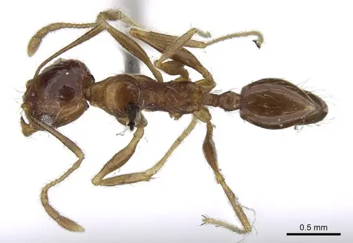 Pheidole tenuinodis - CASENT0922203