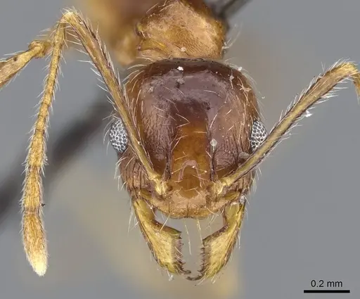 Pheidole tenuinodis - CASENT0922203
