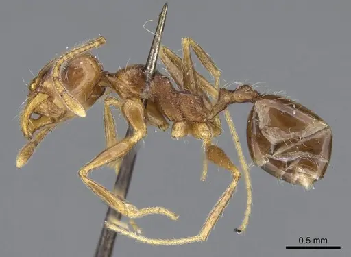 Pheidole tenuinodis - CASENT0922203