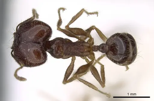 Pheidole tenuinodis - CASENT0922204