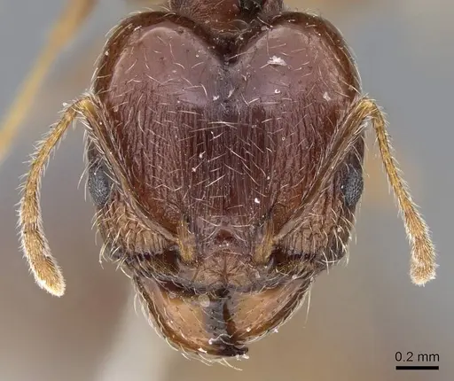 Pheidole tenuinodis - CASENT0922204