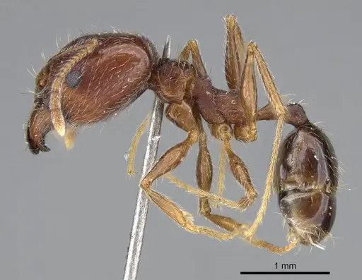 Pheidole tenuinodis - CASENT0922204
