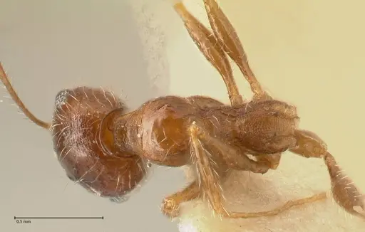 Pheidole tenuinodis - FOCOL1354