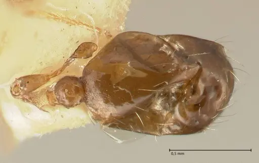 Pheidole tenuinodis - FOCOL1354