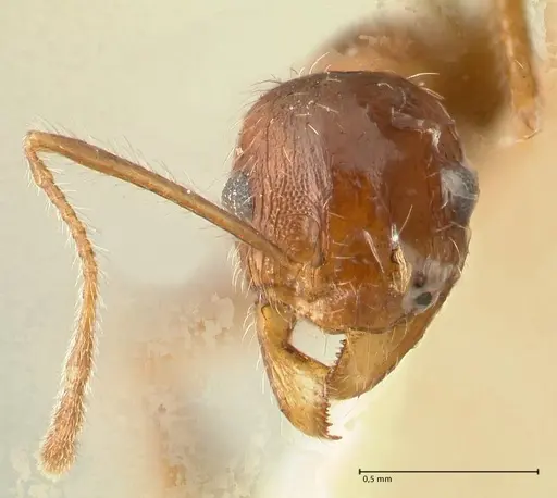 Pheidole tenuinodis - FOCOL1354