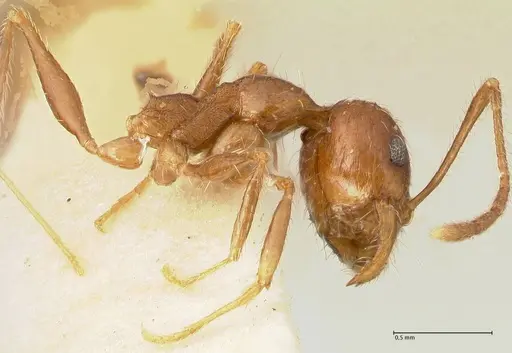 Pheidole tenuinodis - FOCOL1354