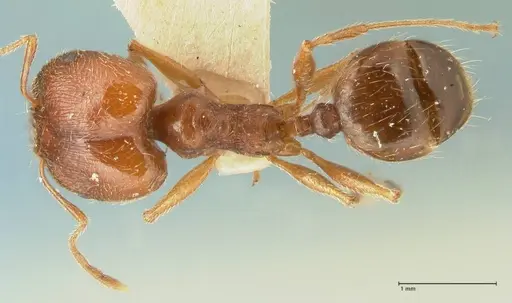 Pheidole tenuinodis - FOCOL1355