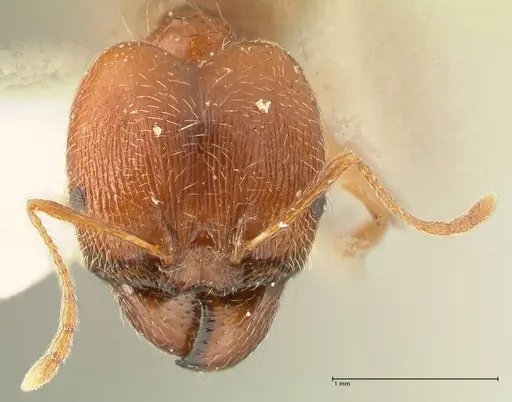 Pheidole tenuinodis - FOCOL1355