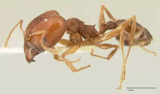 Pheidole tenuinodis - FOCOL1355