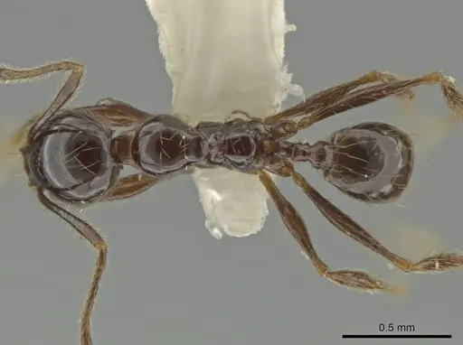 Pheidole tenuis specimen