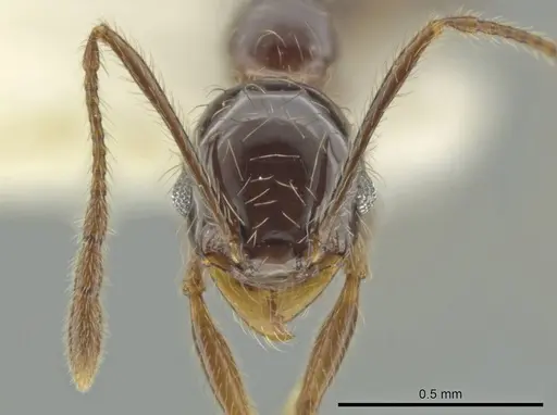 Pheidole tenuis specimen