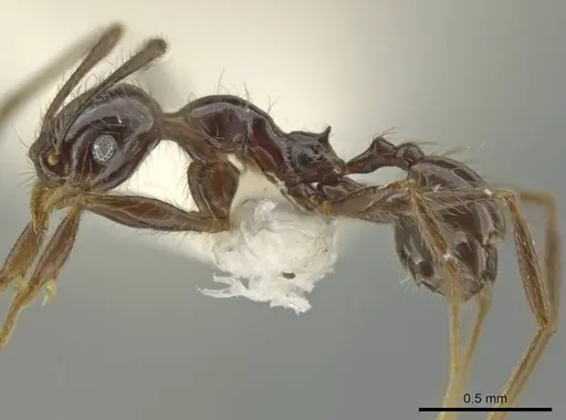 Pheidole tenuis specimen