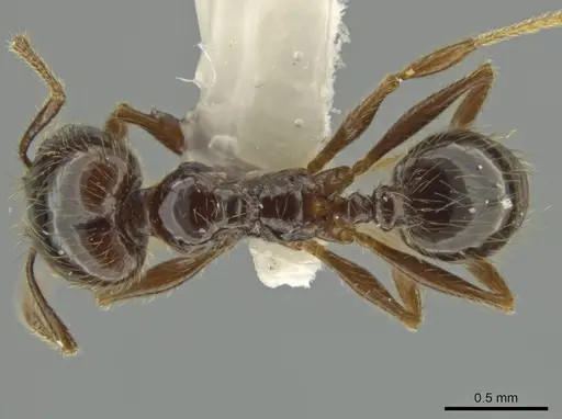 Pheidole tenuis - JTLC000016552