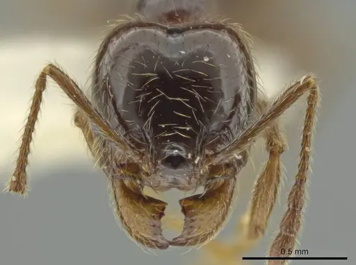Pheidole tenuis - JTLC000016552