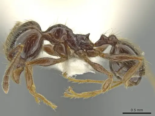 Pheidole tenuis - JTLC000016552