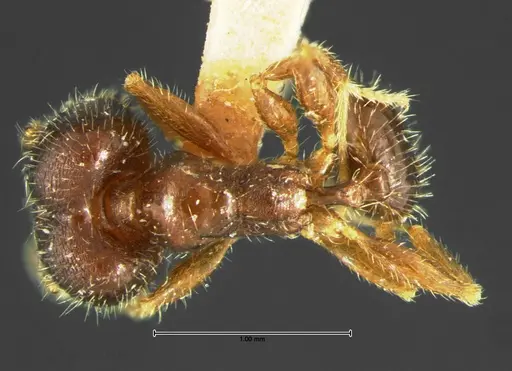 Pheidole tepicana specimen