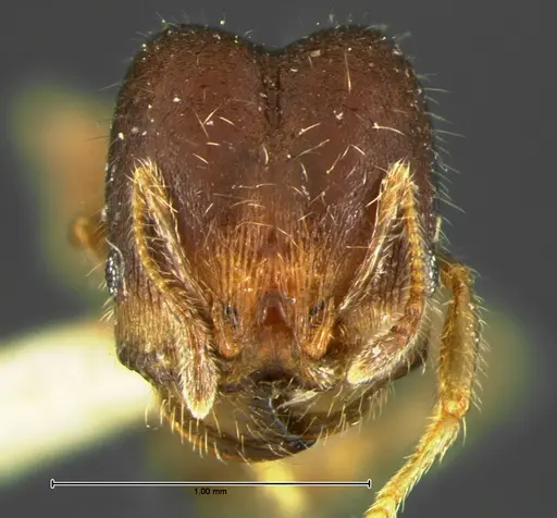 Pheidole tepicana specimen