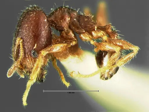 Pheidole tepicana specimen