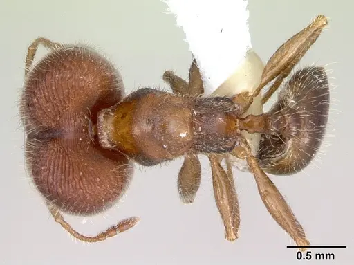 Pheidole tepicana - CASENT0173653