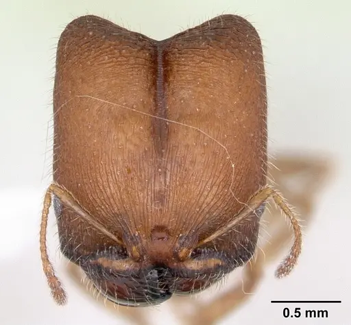 Pheidole tepicana - CASENT0173653
