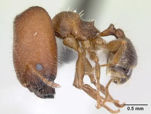 Pheidole tepicana - CASENT0173653
