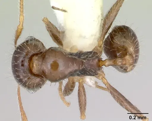 Pheidole tepicana - CASENT0173654