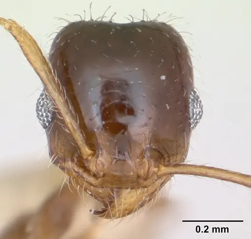Pheidole tepicana - CASENT0173654