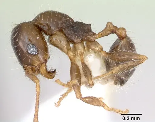 Pheidole tepicana - CASENT0173654