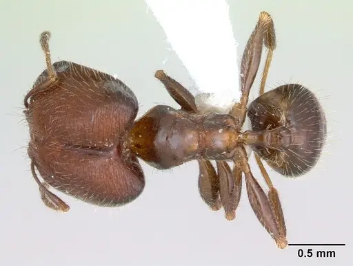 Pheidole tepicana - CASENT0173655