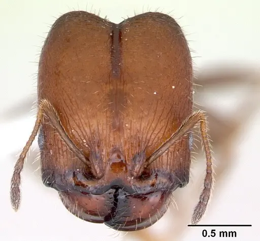 Pheidole tepicana - CASENT0173655