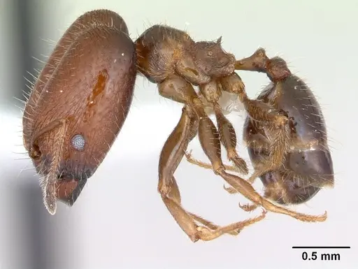 Pheidole tepicana - CASENT0173655