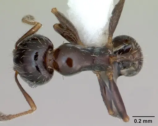 Pheidole tepicana - CASENT0173656