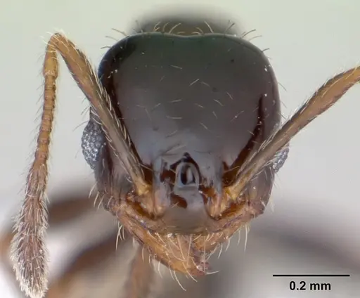 Pheidole tepicana - CASENT0173656