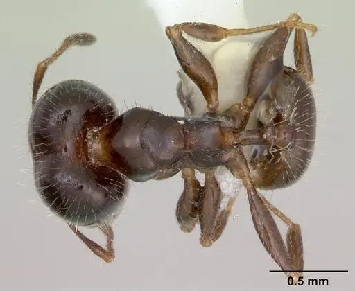 Pheidole tepicana - CASENT0173873