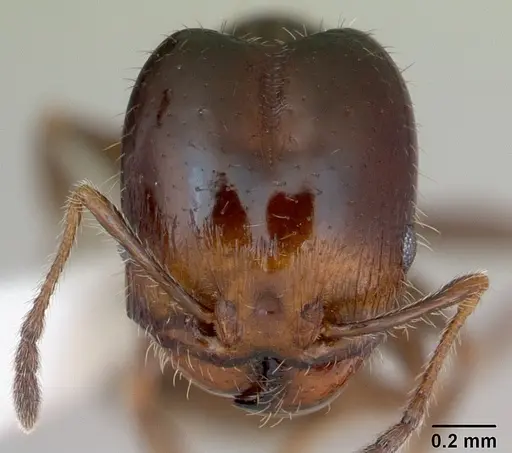 Pheidole tepicana - CASENT0173873
