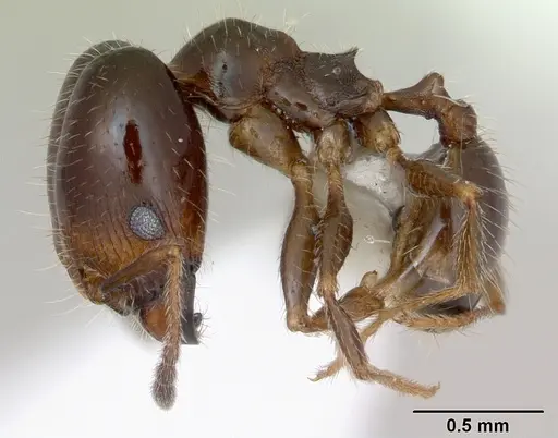 Pheidole tepicana - CASENT0173873