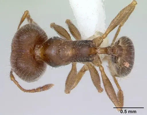 Pheidole tepicana - CASENT0173874