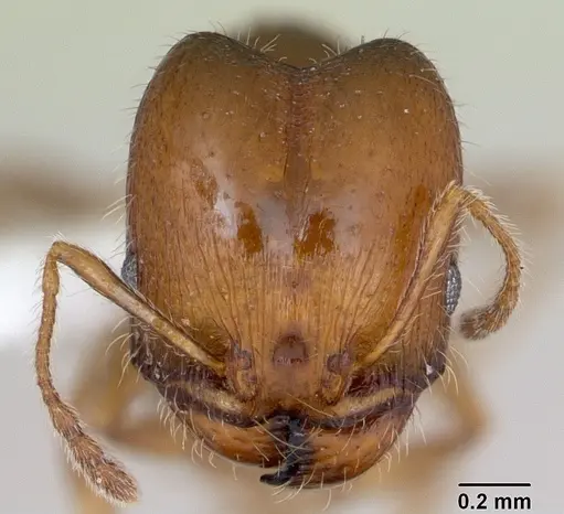 Pheidole tepicana - CASENT0173874