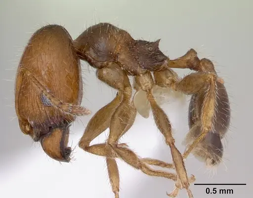 Pheidole tepicana - CASENT0173874