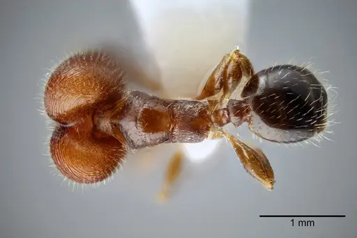 Pheidole tepicana - CASENT0649653