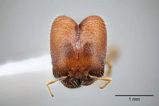 Pheidole tepicana - CASENT0649653
