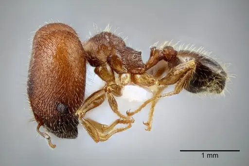 Pheidole tepicana - CASENT0649653