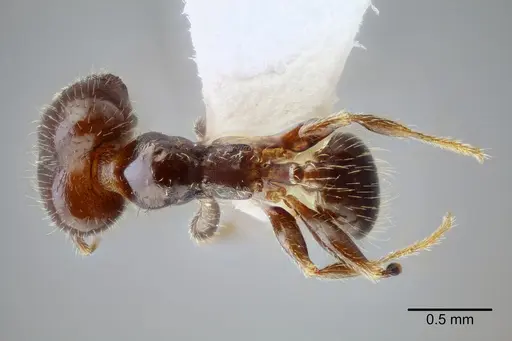 Pheidole tepicana - CASENT0649710