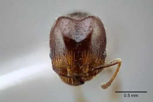 Pheidole tepicana - CASENT0649710
