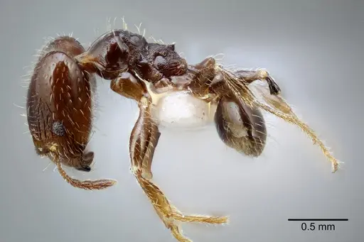 Pheidole tepicana - CASENT0649710